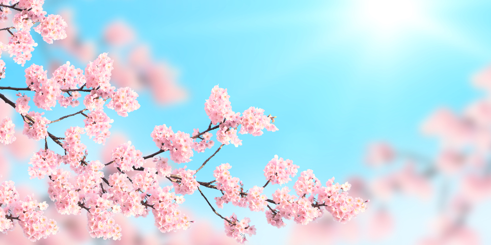 Pinoys can grow cherry blossoms at home—here’s how • PhilSTAR Life